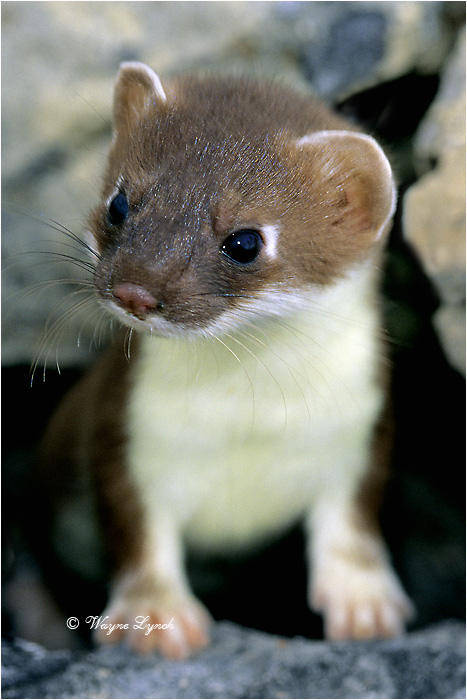 Short-tailed Weasel 101B by Dr. Wayne Lynch &copy;